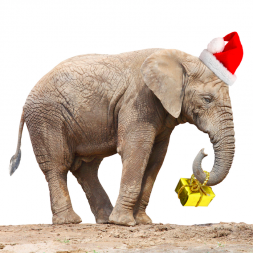 7 White Elephant Gifts for Your Clinic’s Holiday Party